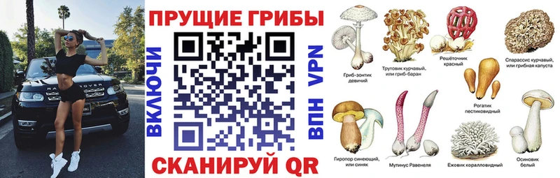 кракен как войти  Артёмовск  Псилоцибиновые грибы Psilocybe 